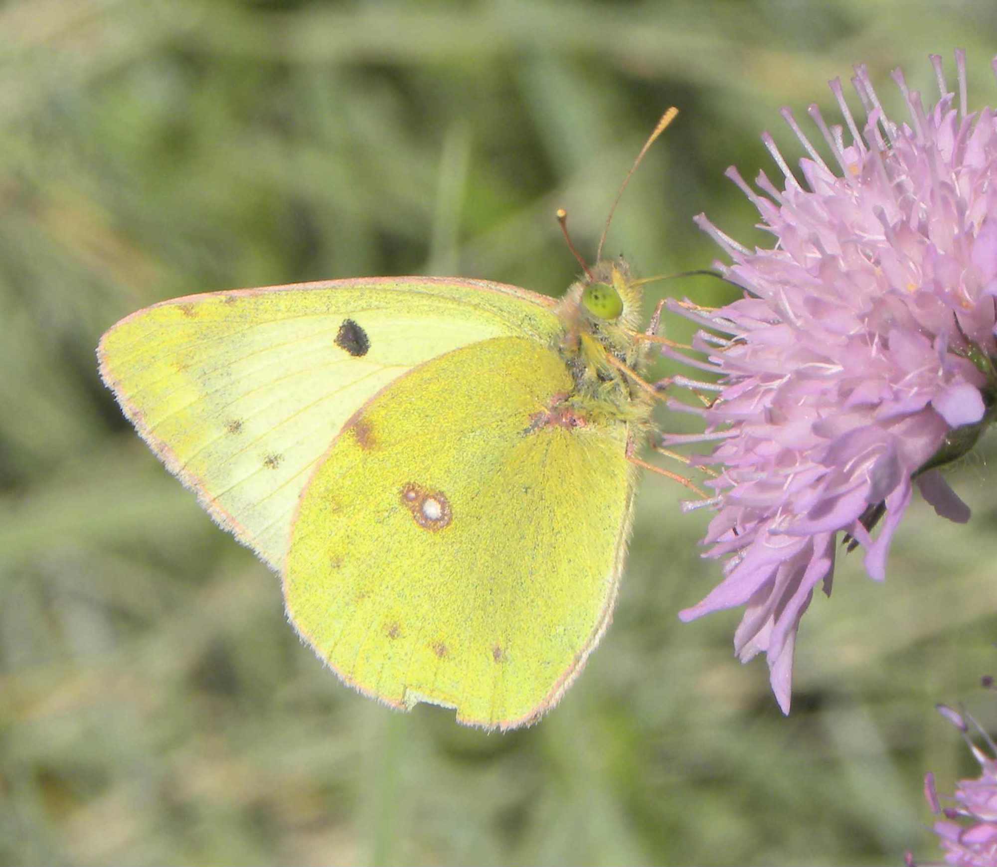 identificazione farfalla